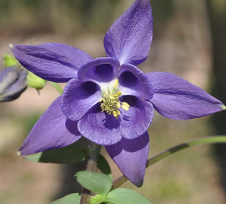 Aquilegia vulgaris