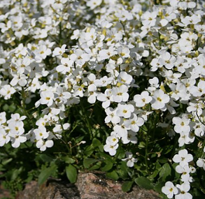 Arabis caucasica