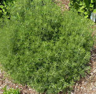 Arquebuse - Artemisia abrotanum