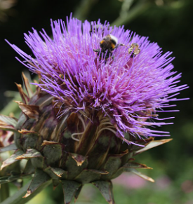 Artichaut - Cynara scolymus