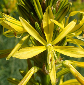 Aspodeline lutea