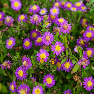 Aster ageratoides 'Ezo Murazaki'