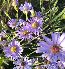 Aster azureus