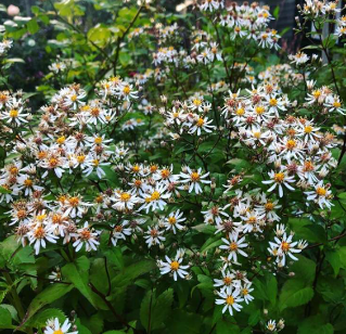Aster divaricatus 'Beth Chatto'