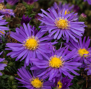 Aster dumosus 'Blue Lagune'