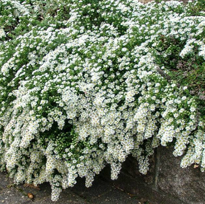 Aster ericoides 'Snow Flurry'