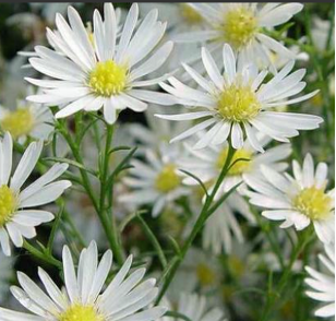 Aster pringlei 'Monte Cassino'