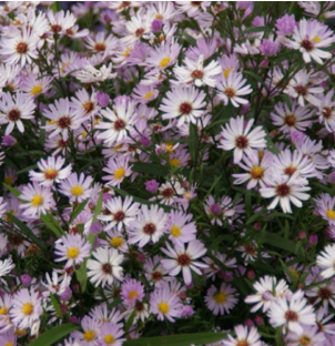 Aster x 'Le Vasterival'