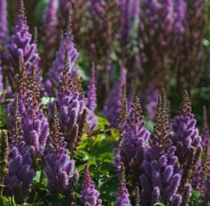 Astilbe chinensis 'Pumila'