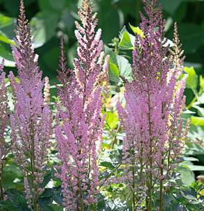 Astilbe rivularis var. myriantha