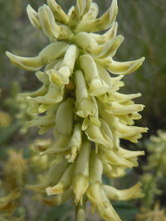 Astragalus canadensis