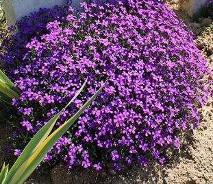 Aubrietta x cultorum 'Royal Cascade Blue'