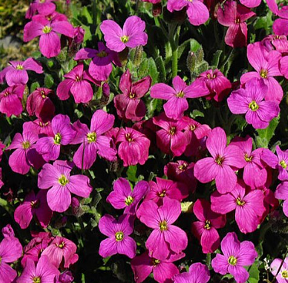 Aubrietta x cultorum 'Royale Cascade Red'