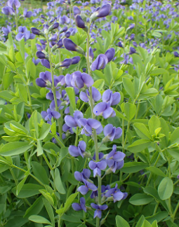 Baptisia australis