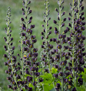 Baptisia x australis 'Dark Chocolate'