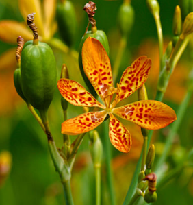 Belamcanda chinensis