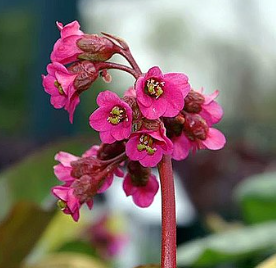 Bergenia cordifolia 'Rotblum'