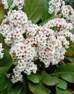 Bergenia cordifolia 'Snowtime'