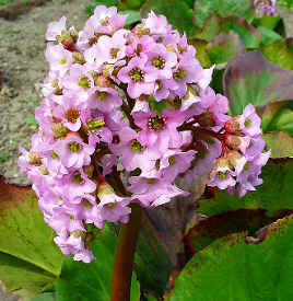 Bergenia cordifolia