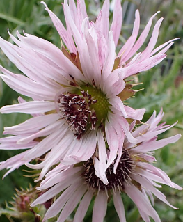 Berkheya purpurea