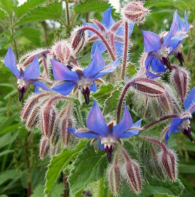 Borago officinalis