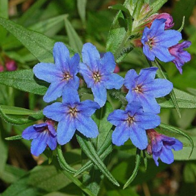 Buglossoides purpurocaerula