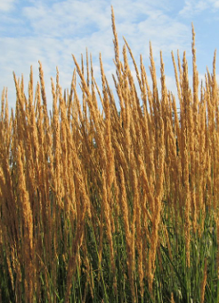 Calamagrostis acutiflora 'Karl Foerster'