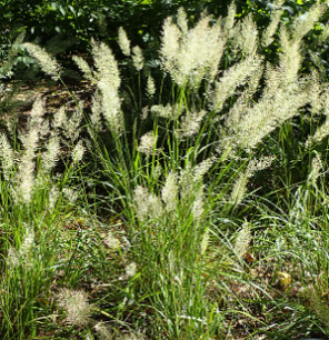 Calamagrostis brachytrica