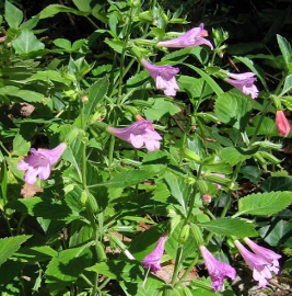 Calament - Calamintha grandiflora