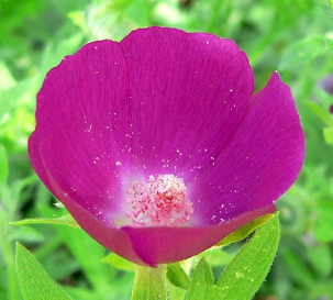 Callirhoe involucrata