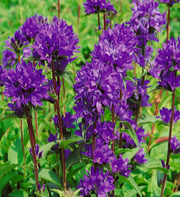 Campanula glomerata var. dahurica