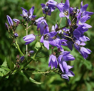 Campanula lactiflora