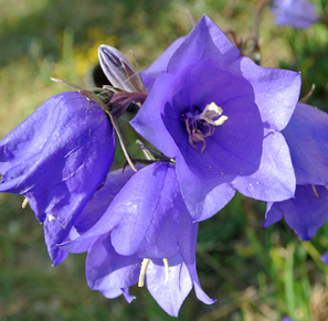 Campanula percisifolia