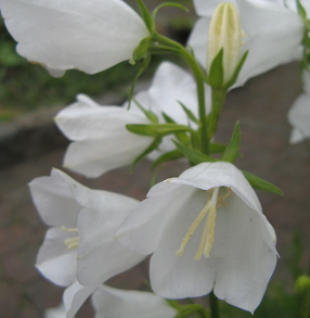 Campanula persicifolia 'Alba'