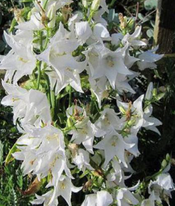 Campanula pyramidalis 'Alba'