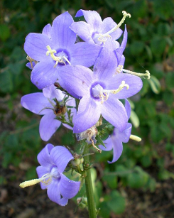 Campanula pyramidalis