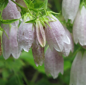 Campanula takesimana