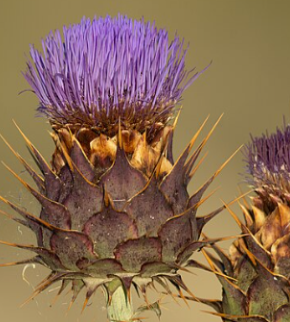 Cardon - Cynara cardunculus