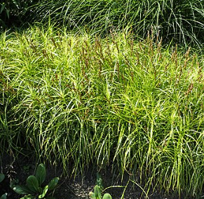 Carex muskigumensis