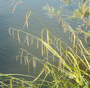 Carex pendula