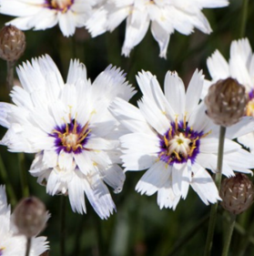 Catananche caerulea 'Alba'