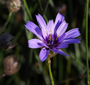 Catananche caerulea