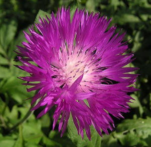 Centaurea dealbata