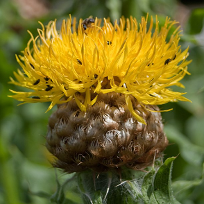 Centaurea macrocephala