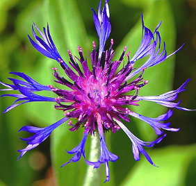 Centaurea montana