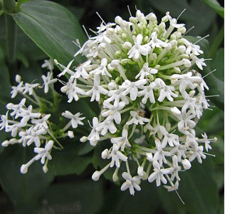 Centranthus ruber 'Albus'