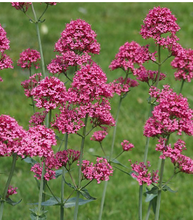 Centranthus ruber