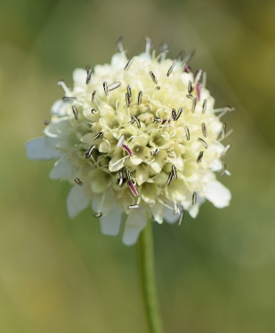 Cephalaria radiata