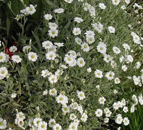 Cerastium tomentosum