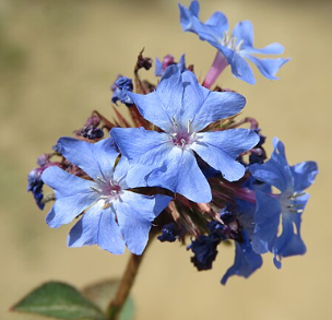 Ceratostigma griffithii